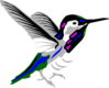 Multicolored Hummingbird Clip Art